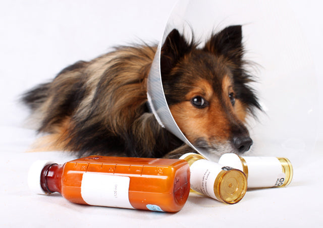 Pet Medication